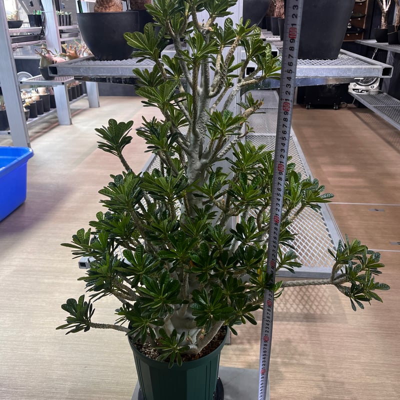 ドルステニア・ギガス bonsai form | KANIK ドルステニア・ギガス bonsai form | KANIK