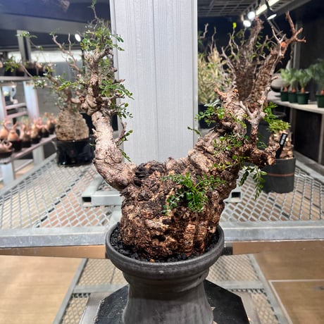 オペルクリカリアパキプス | STORES