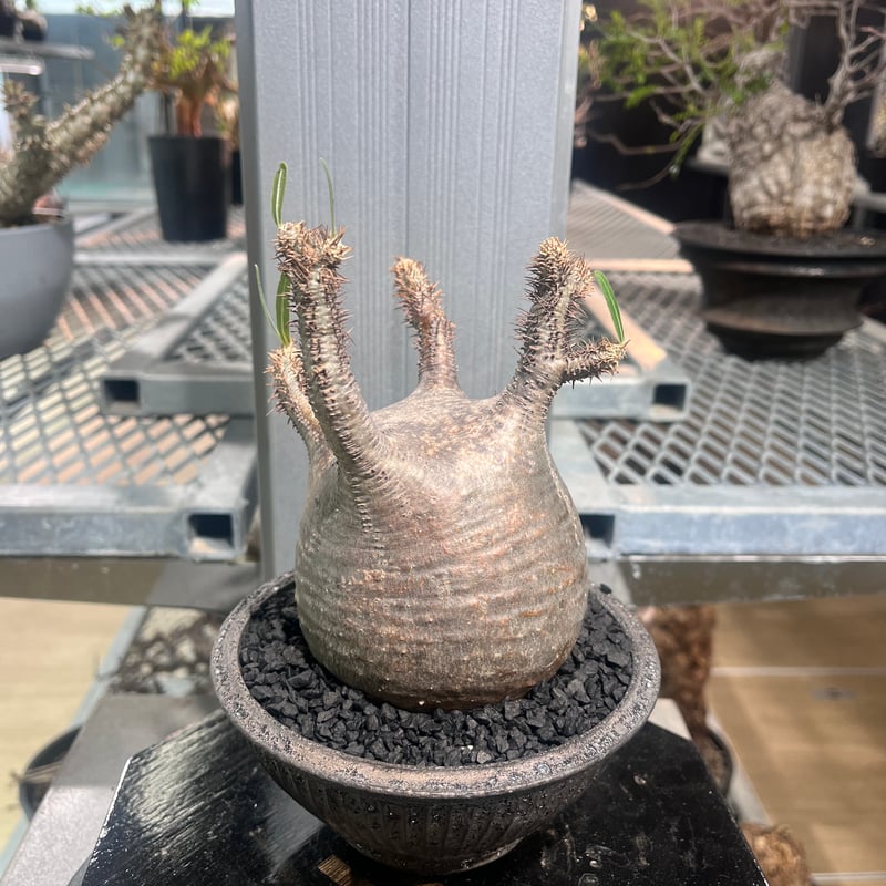 パキポディウム.グラキリス①(発根済) パキポディウム.グラキリス①(発根済)