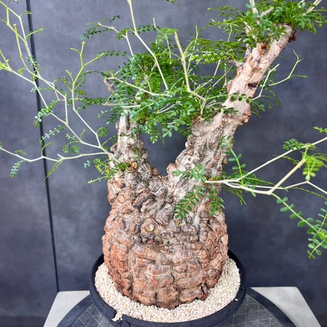 発根済　オペルクリカリア パキプス ×plants greed