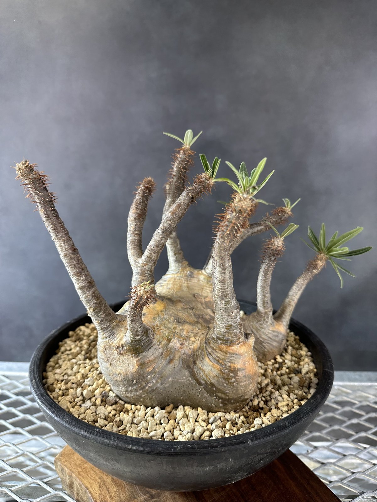 グラキリス　良型　塊根植物　発根済み 良型 グラキリス 現地球 発根済 塊根植物