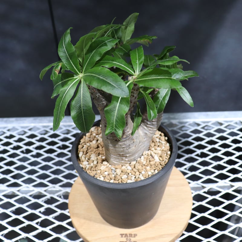 【三頭】パキポディウムマカイエンセ　現地球　発根済 三頭】パキポディウムマカイエンセ 現地球 発根済 三頭