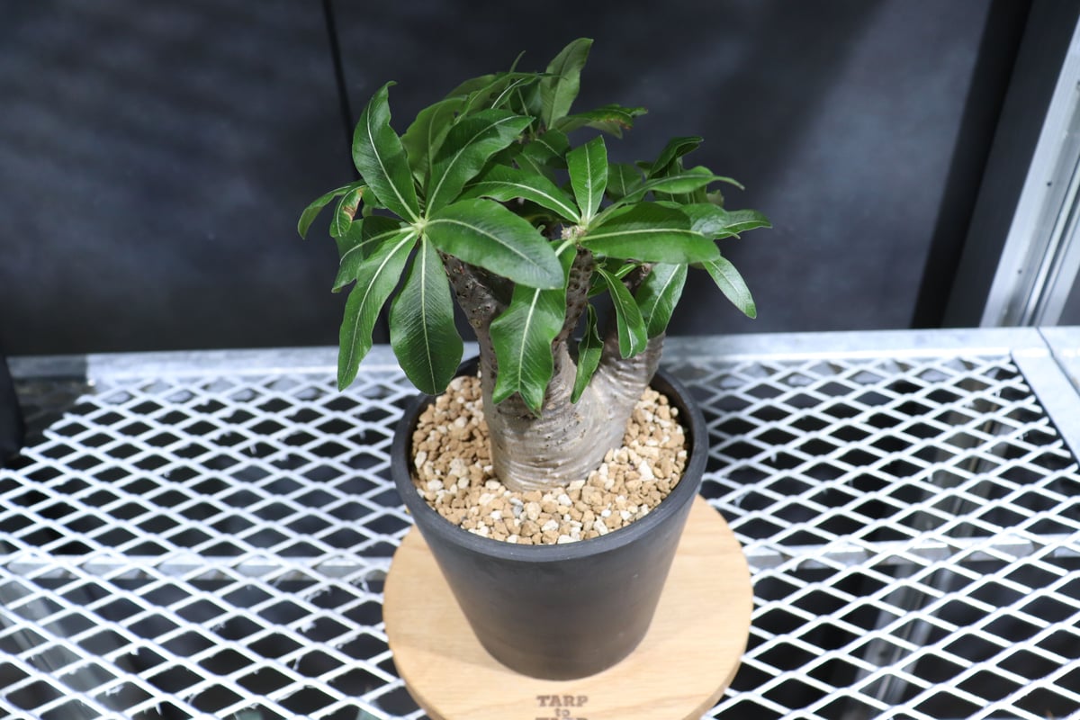 パキポディウムマカイエンセ 現地球 ガチムチ魔界玉さま ◎ 現地球