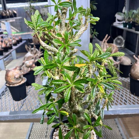 ドルステニアギガス | STORES