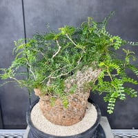 発根済　オペルクリカリア パキプス ×plants greed