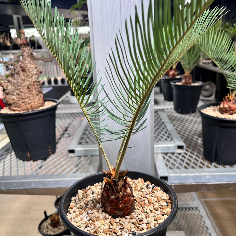 1お盆セール サイカス カイルンシアナ/大株/オーストラリア産 1お盆セール サイカス カイルンシアナ/大株/オーストラリア産 1