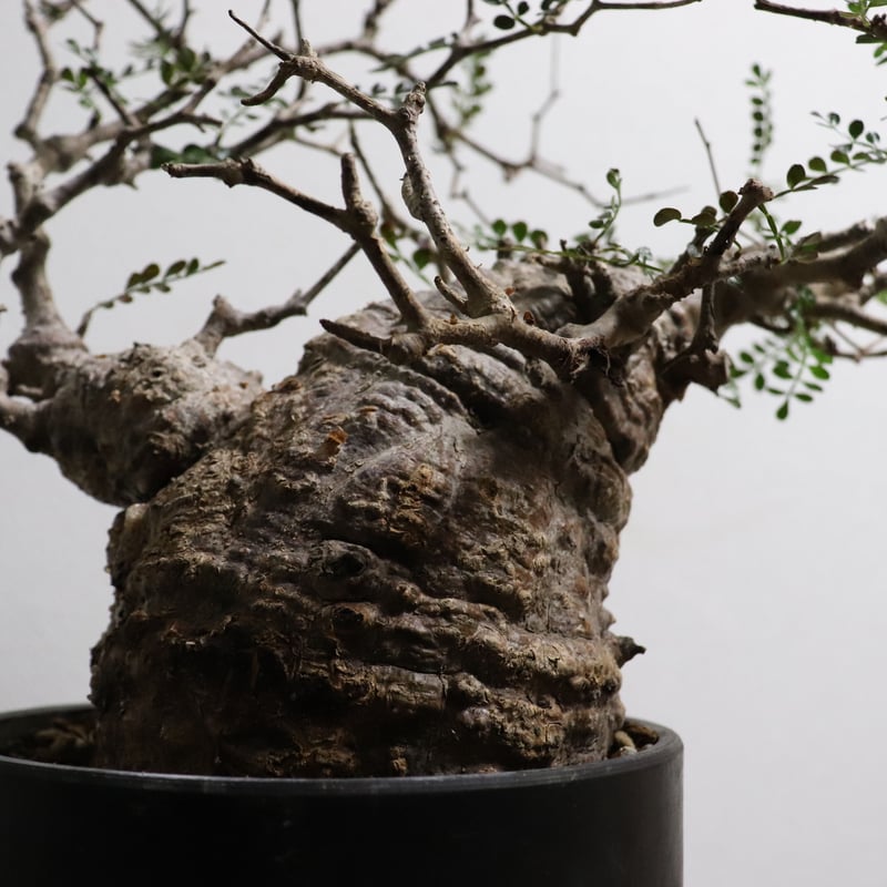 鉢付き オペルクリカリア パキプス 現地球 発根済 ボコ肌 発根済 【