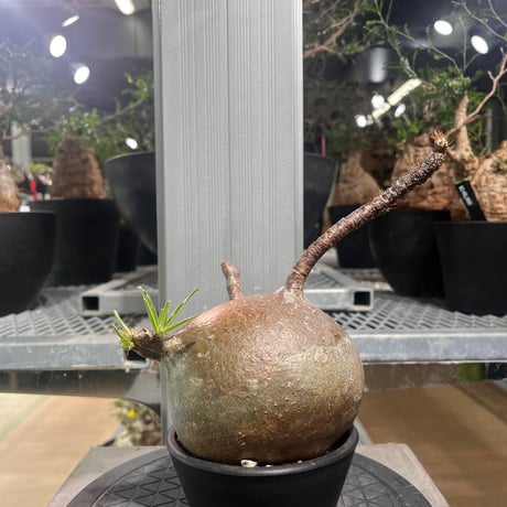 CATEGORY パキポディウム | KANIK