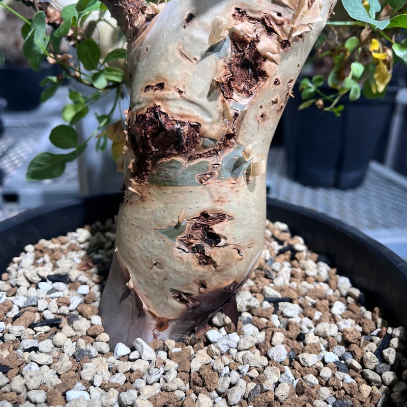 CK7】コミフォラ カタフ ソマリア産 | KANIK