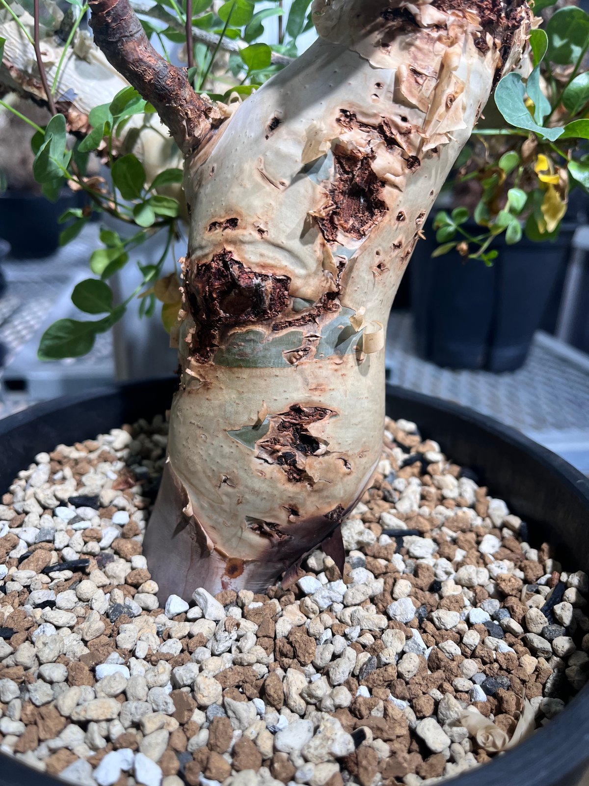 CK7】コミフォラ カタフ ソマリア産 | KANIK