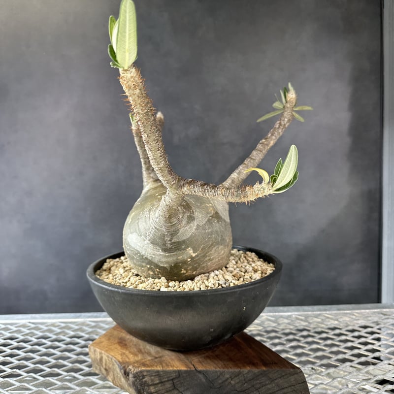 パキポディウム グラキリス 発根済み srl