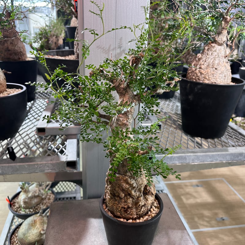 081901】発根済 オペルクリカリア パキプス | KANIK