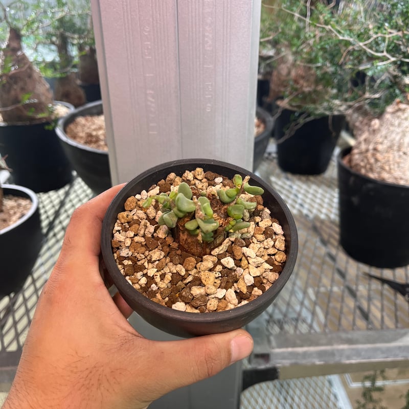 C2 ケラリアピグマエア | KANIK