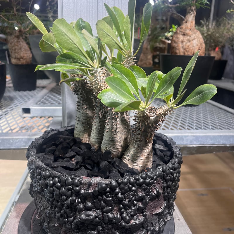 パキポディウムマカイエンセ 現地株 発根済み 【公式通販】