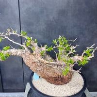 発根済　オペルクリカリア パキプス ×plants greed