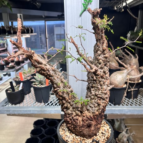 オペルクリカリアパキプス | STORES