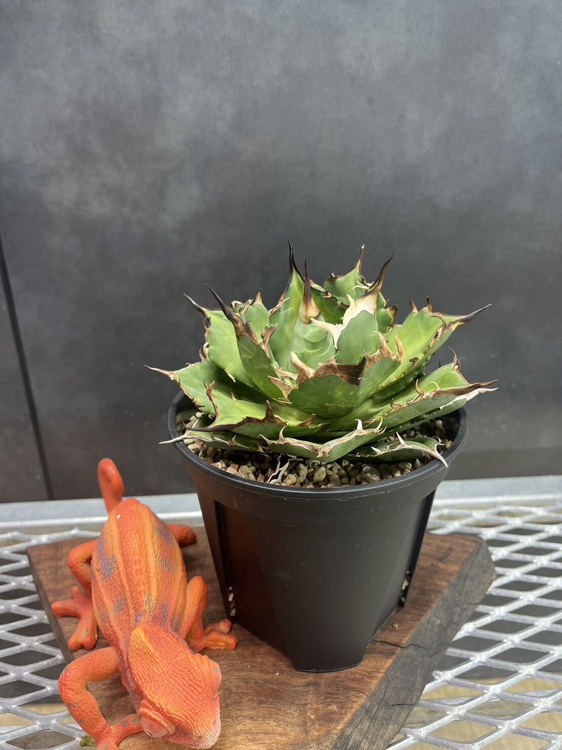 アガベ 2頭‼️ レッドキャット 【公式通販】