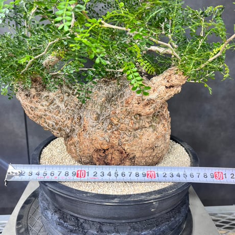 発根済　オペルクリカリア パキプス ×plants greed