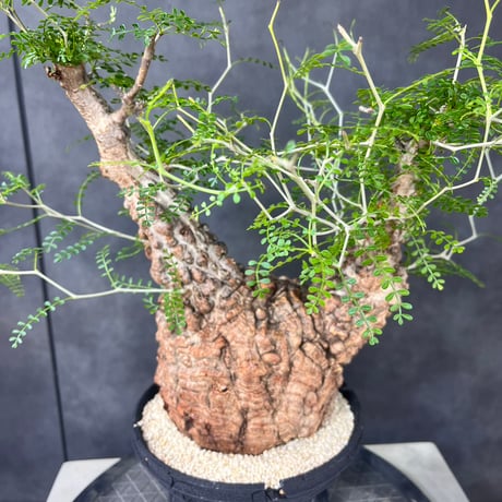 発根済　オペルクリカリア パキプス ×plants greed