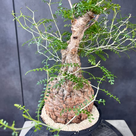 発根済　オペルクリカリア パキプス ×plants greed