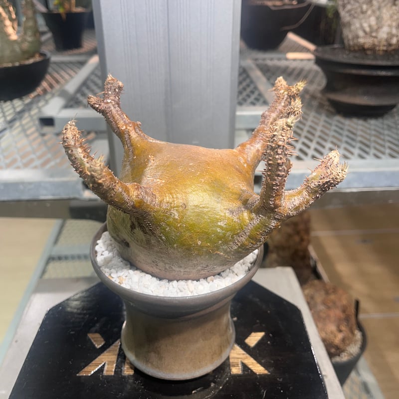 051001】発根済 パキポディウム グラキリス | KANIK