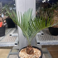 1】発根済 サイカスカイルンシアナ | KANIK