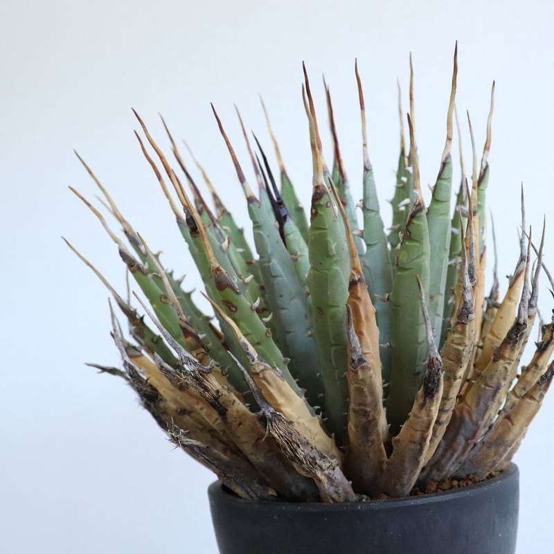 アガベ ユタエンシス エボリスピナ 現地球 現地株 発根済 陽炎 【公式