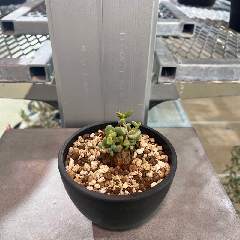 C2 ケラリアピグマエア | KANIK