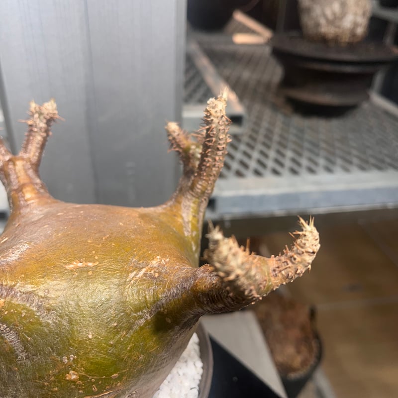 051001】発根済 パキポディウム グラキリス | KANIK