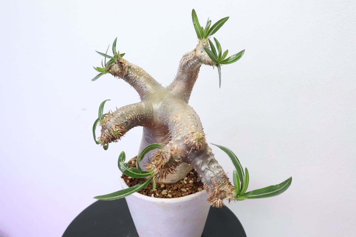 パキポディウム マカイエンセ/グラキリス？ グラキリスマカイエンセ