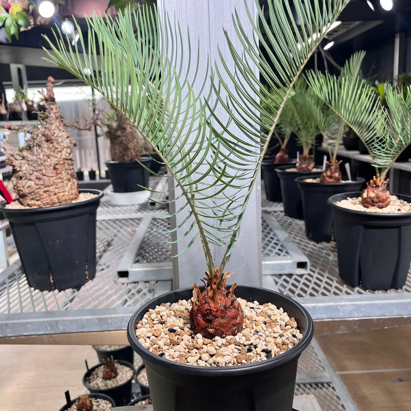 Cycas cairnsiana サイカスカイルンシアナ CC5] サイカスカイルンシアナ | KANIK