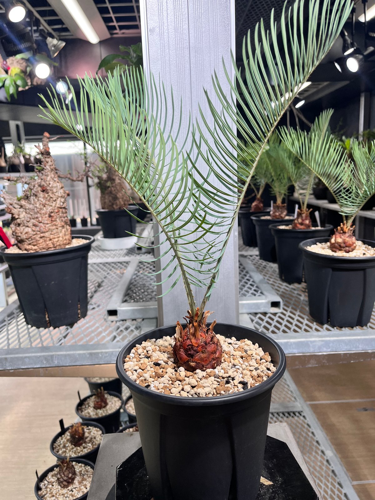 Cycas cairnsiana サイカスカイルンシアナ fit=scale-down,w=1200