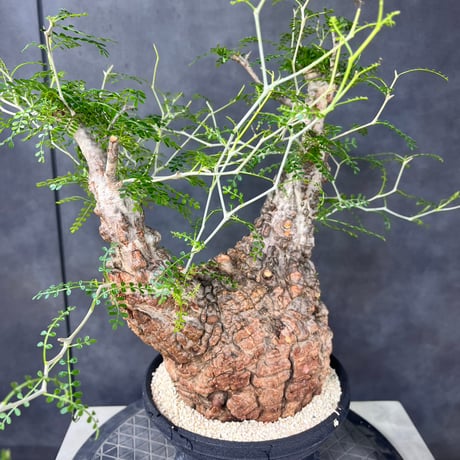 発根済　オペルクリカリア パキプス ×plants greed