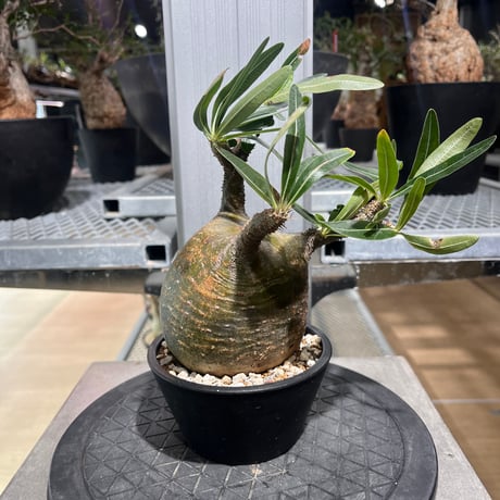 CATEGORY パキポディウム | KANIK