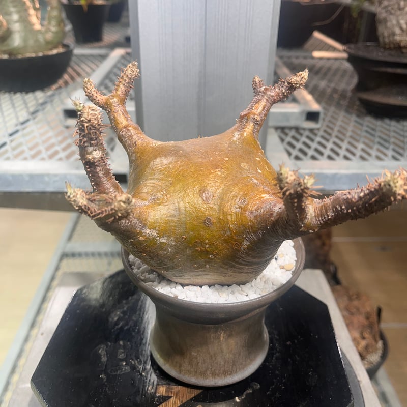 パキポディウムグラキリス　発根済　neighborhood SRL 発根済】【現地球】パキポディウム グラキリス | BRIDGE GARDEN