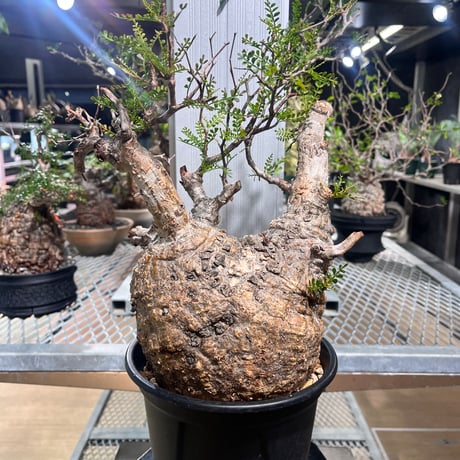 オペルクリカリアパキプス | STORES