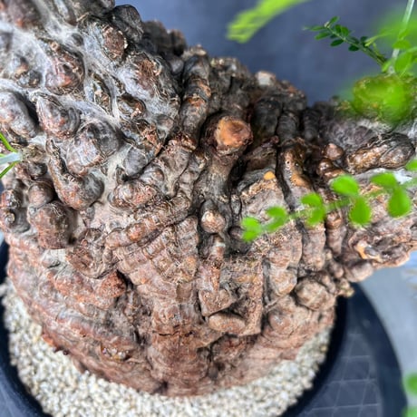 発根済　オペルクリカリア パキプス ×plants greed