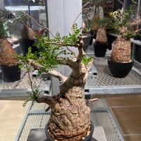 発根済　オペルクリカリア パキプス