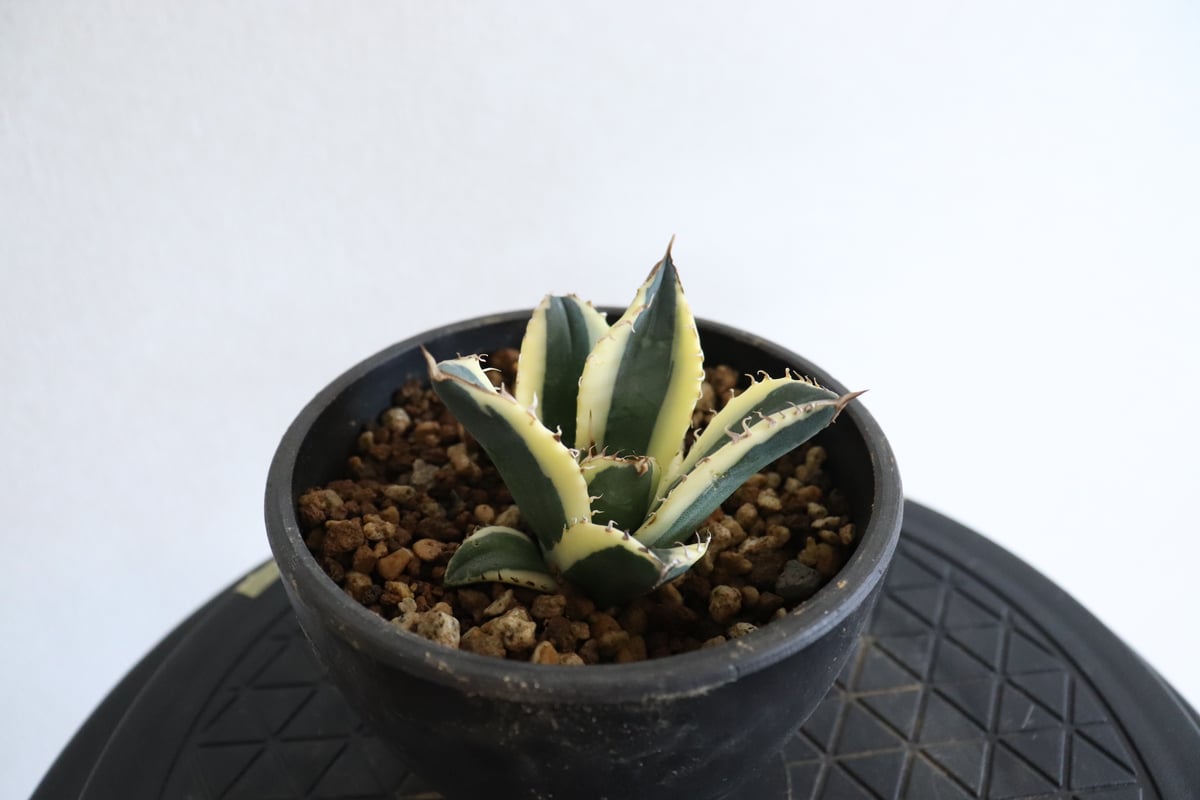 アガベ チタノタ スナグルトゥース ※鉢ごと発送致します。