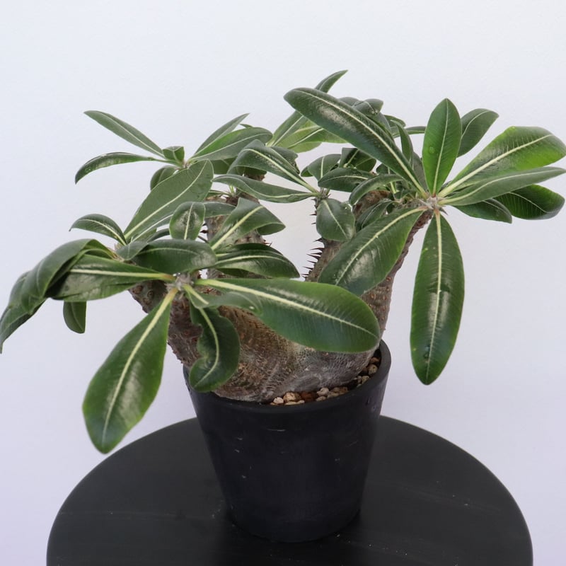 マカイエンセ　発根済み マカイエンセ 発根済み 【公式通販】