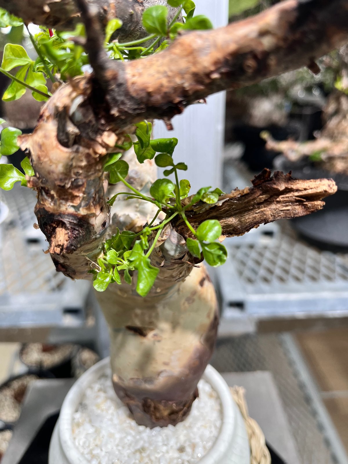 コミフォラカタフ　ソマリア産 CK6】コミフォラ カタフ ソマリア産 ×qutoten | KANIK