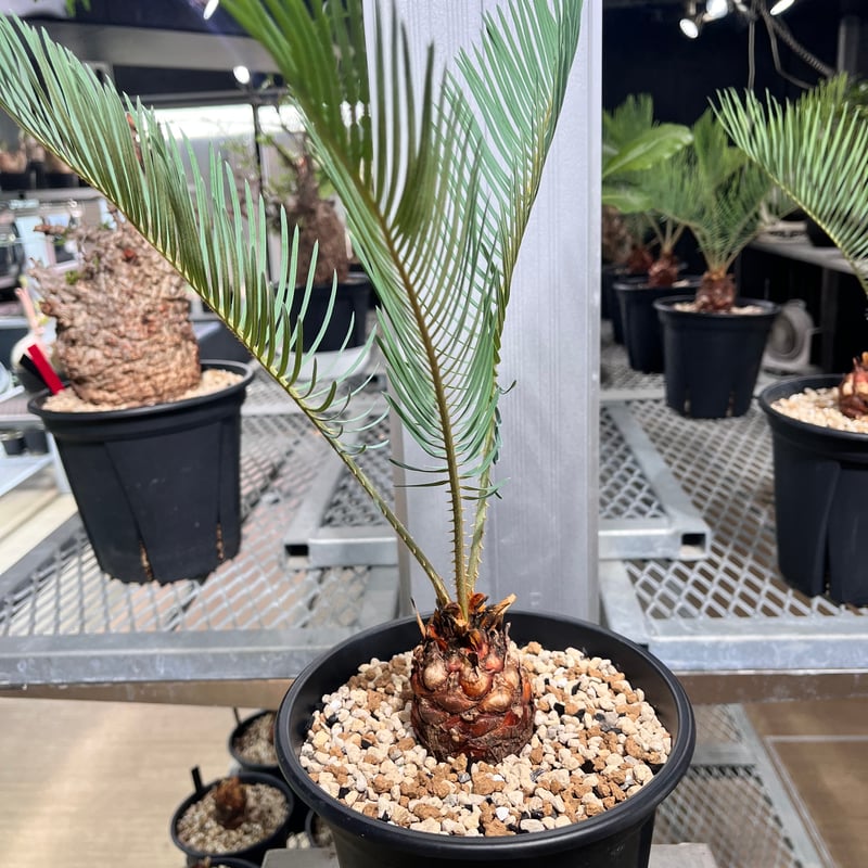 CC2] サイカスカイルンシアナ | KANIK