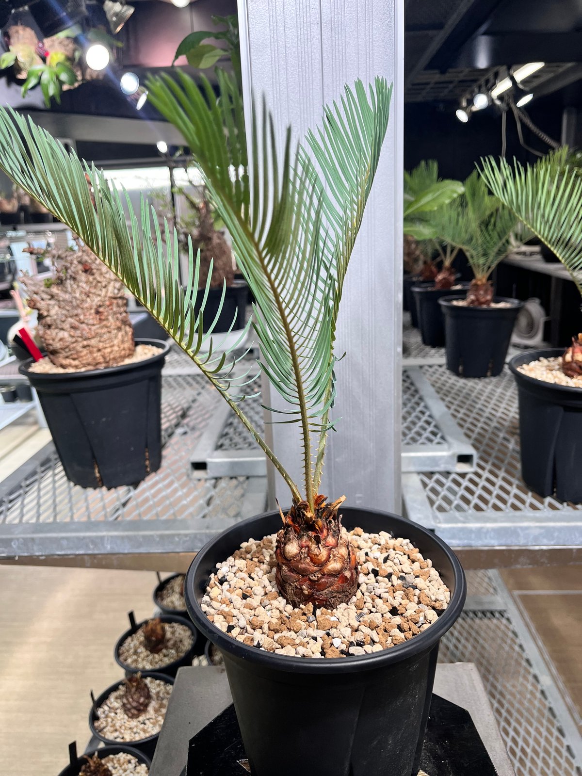 サイカスカイルンシアナ　2ヘッド CC2] サイカスカイルンシアナ | KANIK