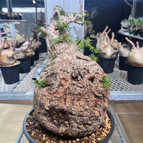 オペルクリカリアパキプス | STORES