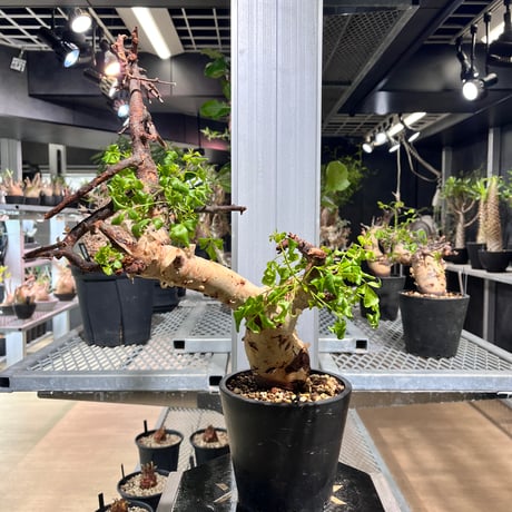 コミフォラ カタフ ピュア ソマリア産 良型 現地球 発根済 MY04 Commiphora kataf pure コミフォラ ピュアカタフ 発根済現地株 4
