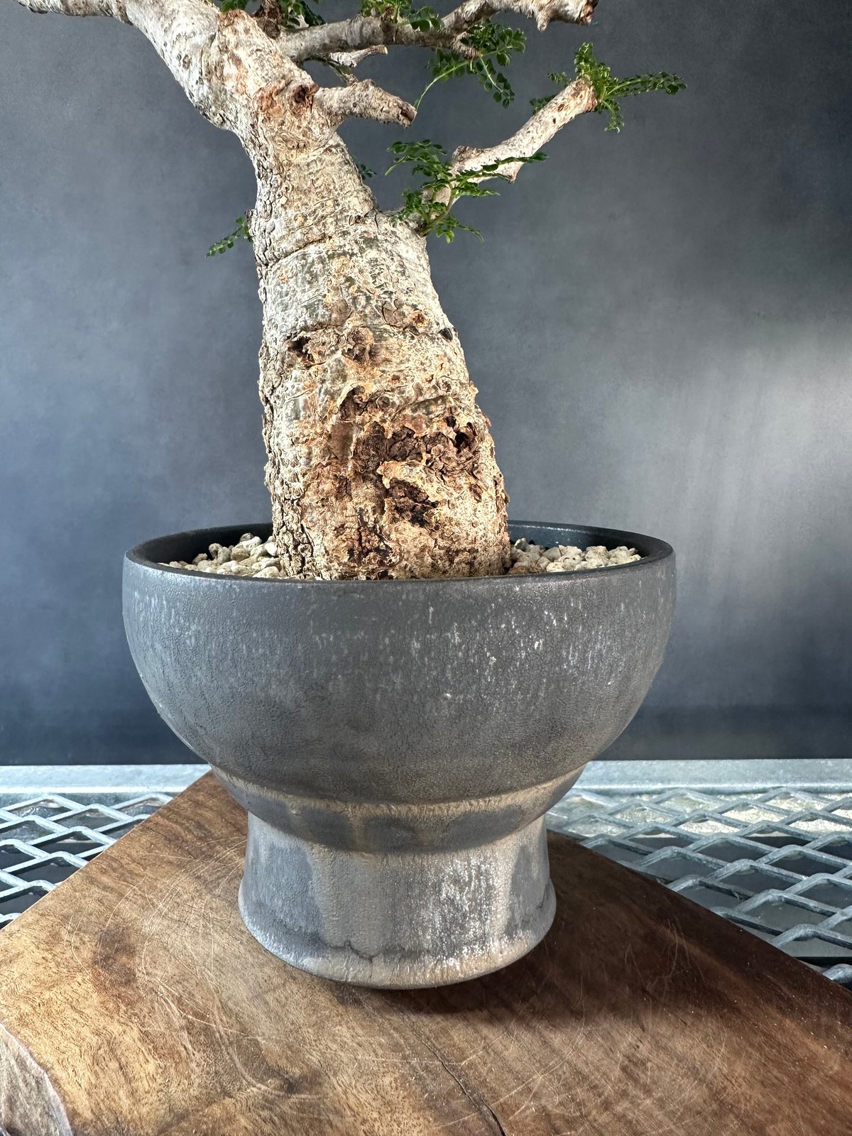 最終値下げ❗パキポディウム グラキリス現地球 白肌美株‼️ パキポディウム グラキリス 現地球 2頭 パキポディウム