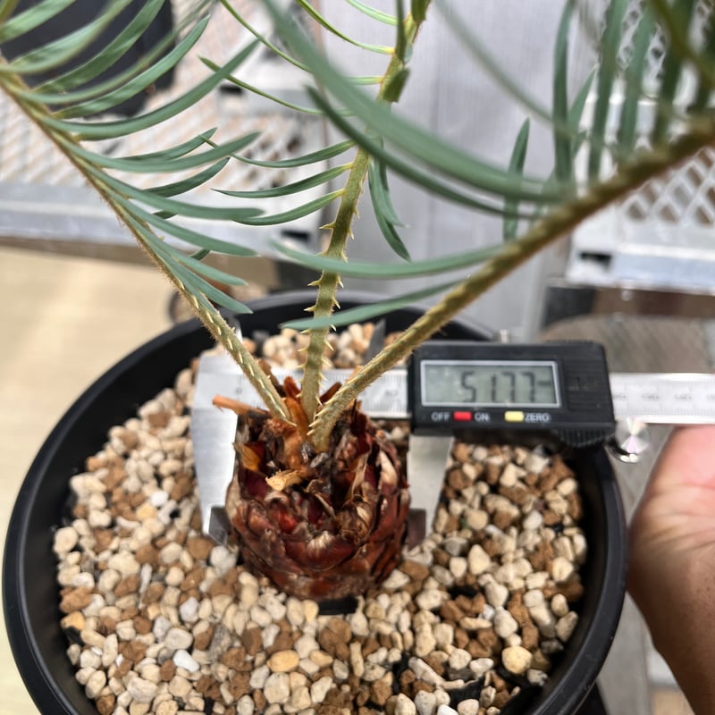 CC2] サイカスカイルンシアナ | KANIK