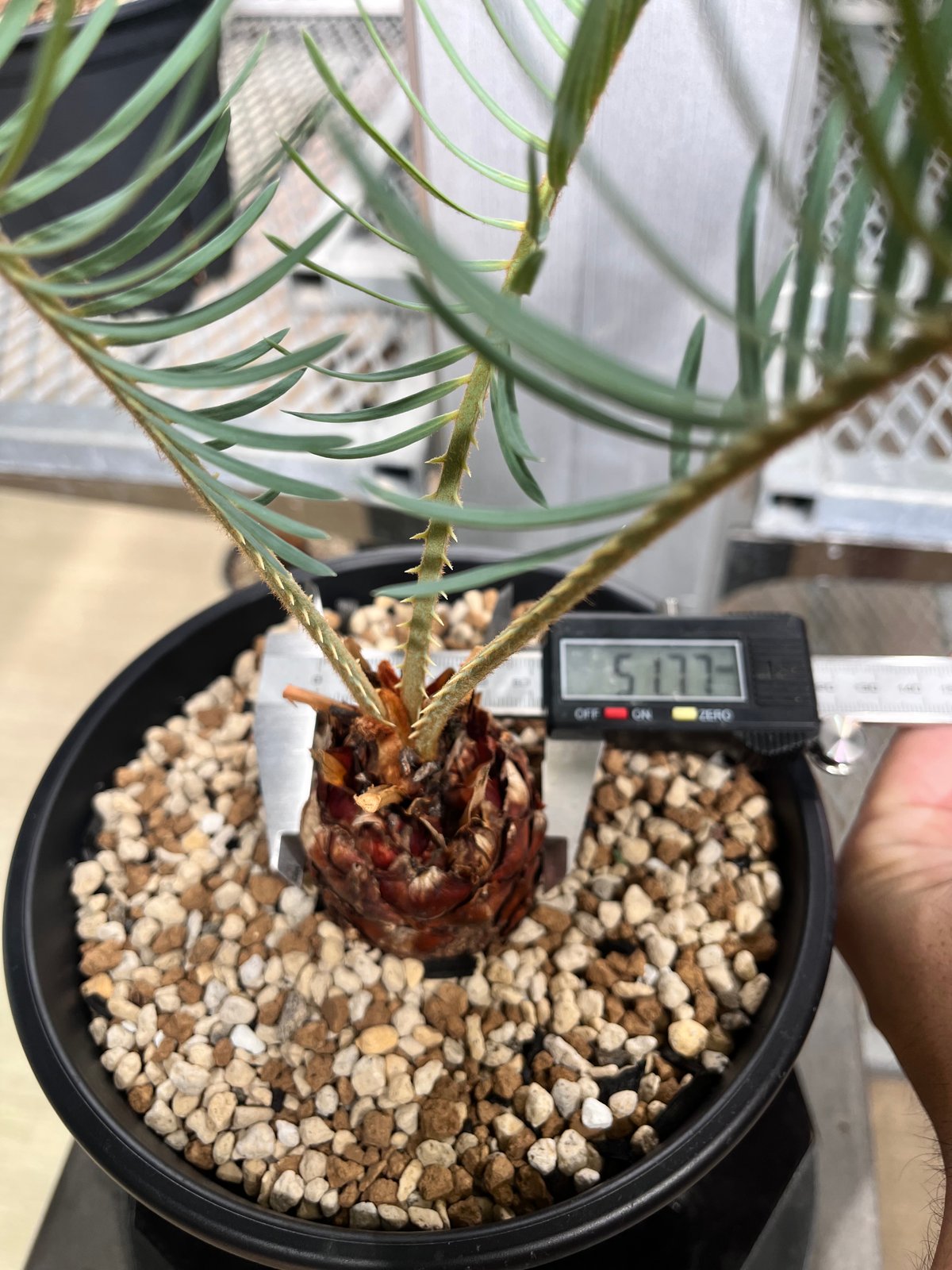 CC2] サイカスカイルンシアナ | KANIK