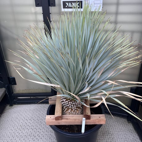 ユッカグロリオサ散斑