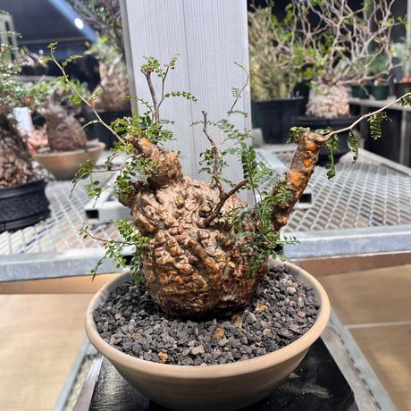 オペルクリカリアパキプス | STORES